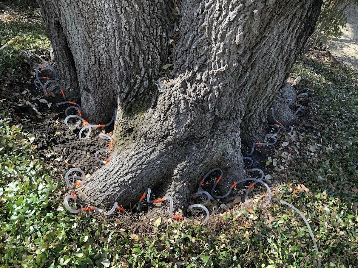 Detailed Shrub and Hedge Trimming job site in Ecleto