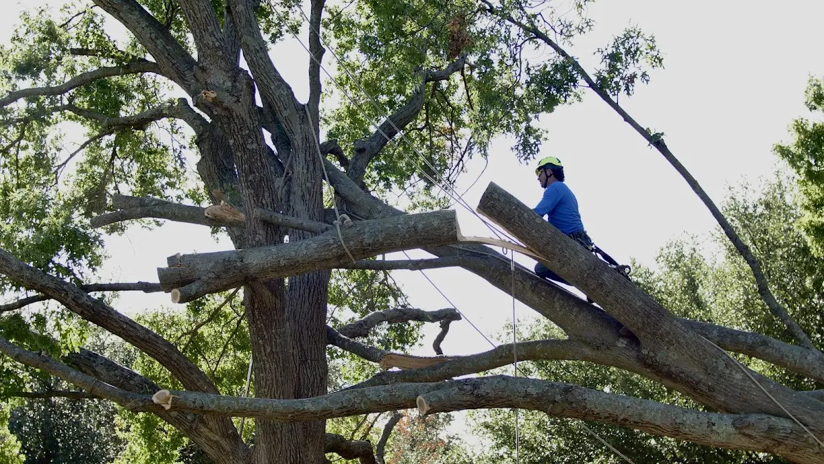 Professional Hazardous Tree Removal performed by certified arborists in Ecleto