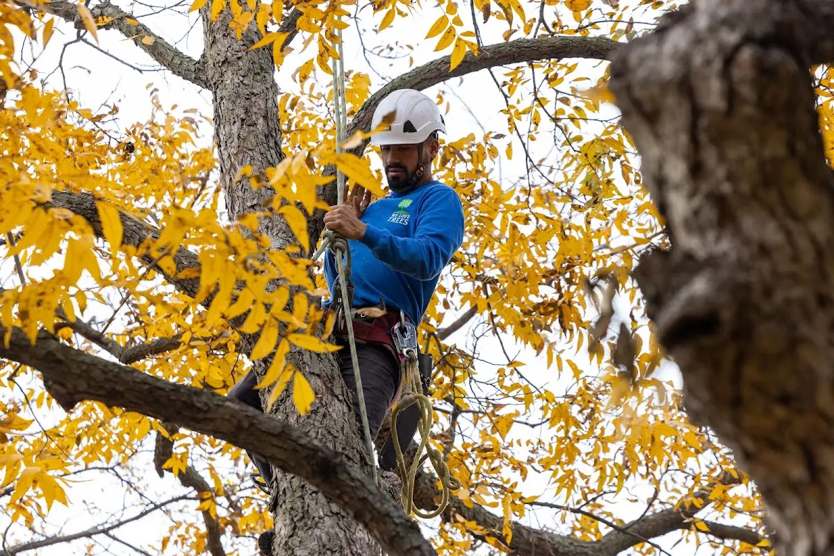 Skilled Tree Trimming crew working in Ecleto