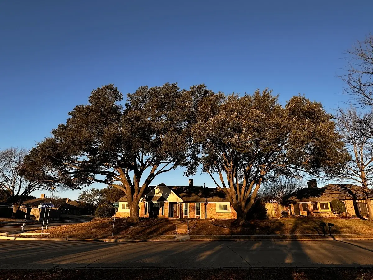 Established residential canopy tree shading a home in Ecleto